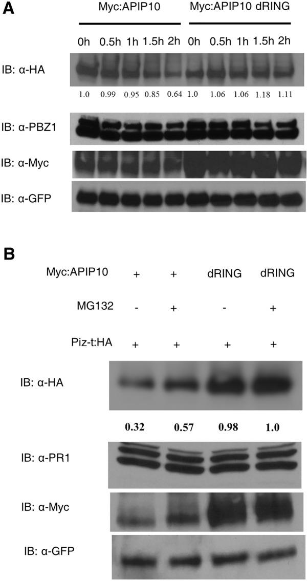 https://cdn.ncbi.nlm.nih.gov/pmc/blobs/10a0/4816579/04e18393c99e/ppat.1005529.g005.jpg