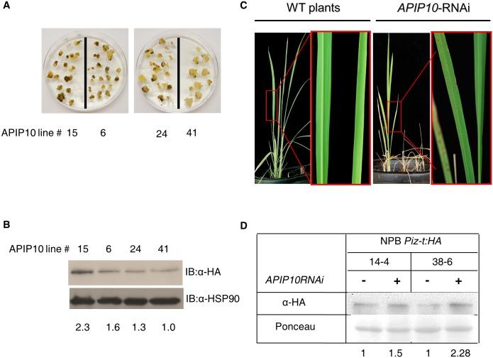 https://cdn.ncbi.nlm.nih.gov/pmc/blobs/10a0/4816579/ea9b9aee21d9/ppat.1005529.g004.jpg