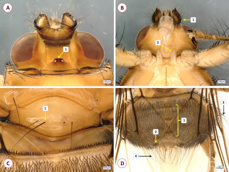 https://cdn.ncbi.nlm.nih.gov/pmc/blobs/10a1/11129389/3e7668f36b40/13071_2024_6303_Fig4_HTML.jpg