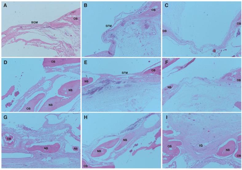 https://cdn.ncbi.nlm.nih.gov/pmc/blobs/10a1/4279054/f1b94484ce26/jap-6-539-g002.jpg