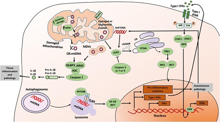 https://cdn.ncbi.nlm.nih.gov/pmc/blobs/10a3/6200916/5afd9cc4da25/fphys-09-01487-g001.jpg