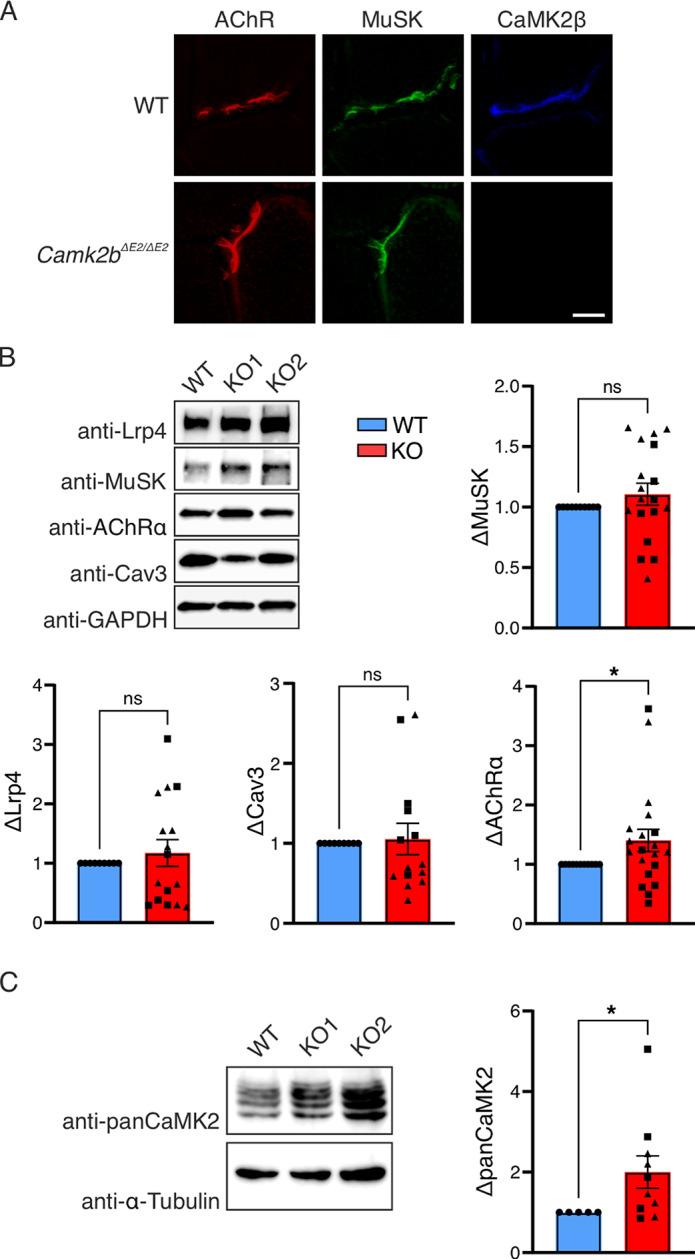 https://cdn.ncbi.nlm.nih.gov/pmc/blobs/10a9/12037915/3cc51d99d730/41598_2025_95053_Fig3_HTML.jpg