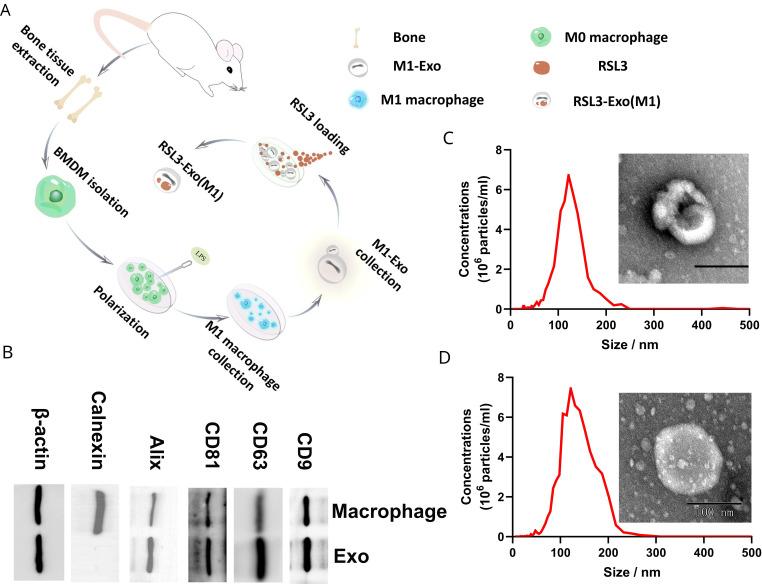 https://cdn.ncbi.nlm.nih.gov/pmc/blobs/10aa/10193064/0508ca953eeb/jitc-2022-006516f02.jpg