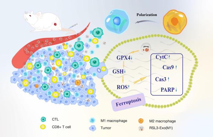 https://cdn.ncbi.nlm.nih.gov/pmc/blobs/10aa/10193064/0ca01b012b33/jitc-2022-006516f01.jpg