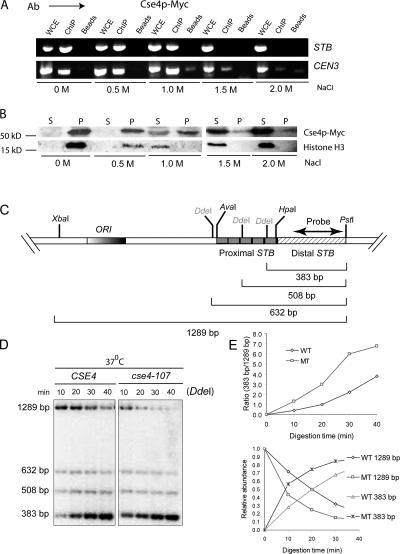 https://cdn.ncbi.nlm.nih.gov/pmc/blobs/10aa/2064333/17cb272f283e/jcb1740779f03.jpg