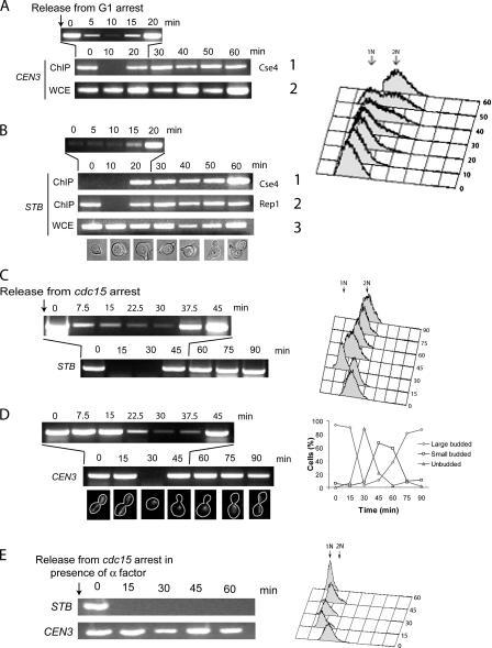 https://cdn.ncbi.nlm.nih.gov/pmc/blobs/10aa/2064333/2b3c5e40ada8/jcb1740779f05.jpg