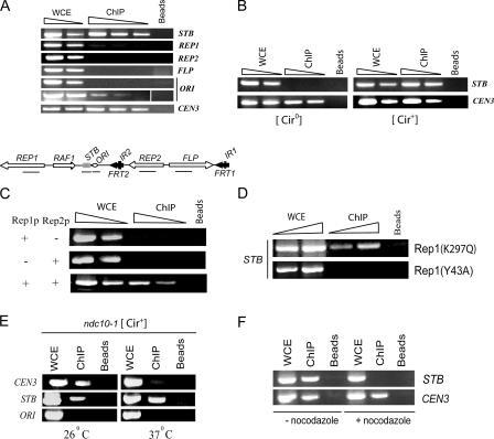 https://cdn.ncbi.nlm.nih.gov/pmc/blobs/10aa/2064333/854bc2e9374d/jcb1740779f02.jpg
