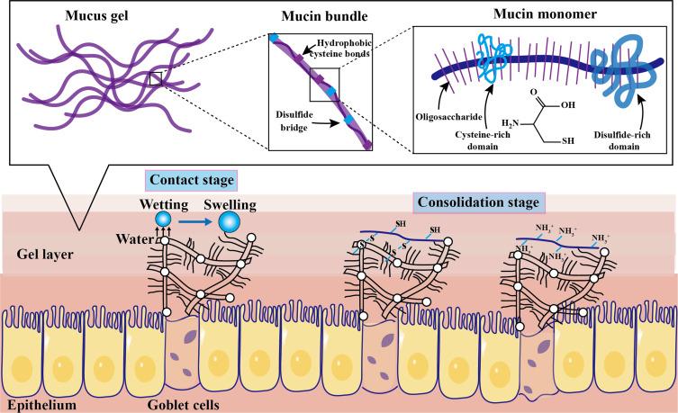 https://cdn.ncbi.nlm.nih.gov/pmc/blobs/10ab/9527817/c34416e2ddbe/IJN-17-4579-g0003.jpg