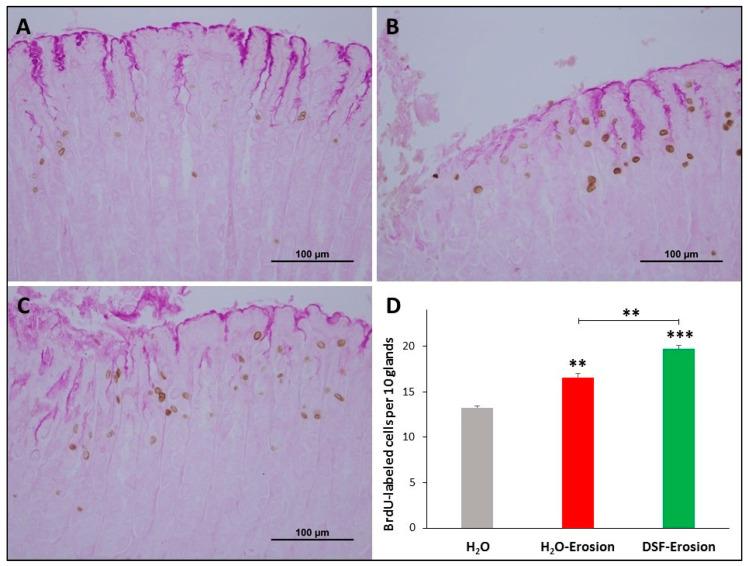 https://cdn.ncbi.nlm.nih.gov/pmc/blobs/10ac/8301058/1eef6f7eb97d/biology-10-00596-g004.jpg