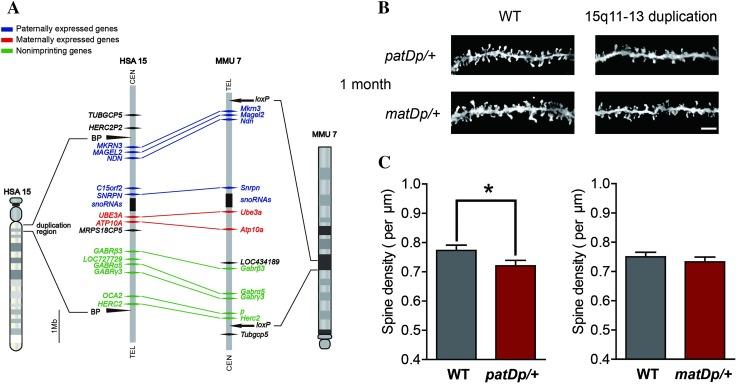 https://cdn.ncbi.nlm.nih.gov/pmc/blobs/10b0/5567529/e176aa4e63e9/12264_2017_111_Fig3_HTML.jpg
