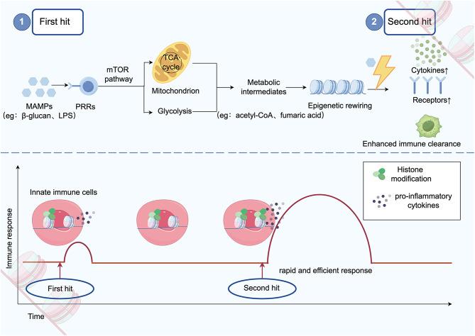 https://cdn.ncbi.nlm.nih.gov/pmc/blobs/10b2/12042608/2e2b84f66ac2/12967_2025_6433_Fig3_HTML.jpg