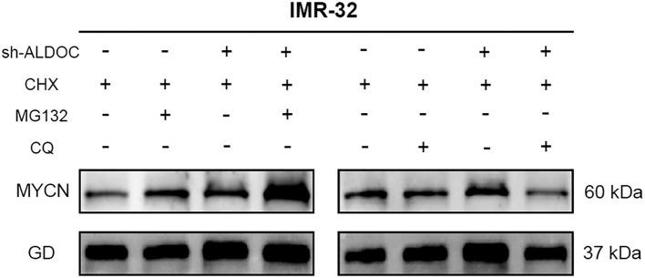 https://cdn.ncbi.nlm.nih.gov/pmc/blobs/10b2/12043483/c34f14e59465/fimmu-16-1573815-g009.jpg
