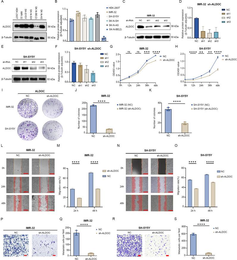https://cdn.ncbi.nlm.nih.gov/pmc/blobs/10b2/12043483/d87c3ae10653/fimmu-16-1573815-g003.jpg