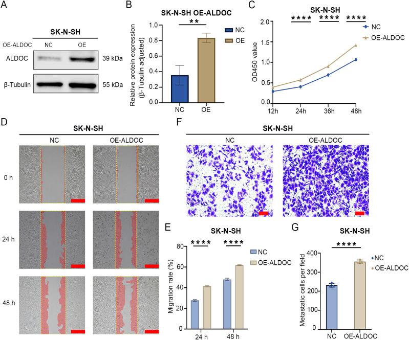 https://cdn.ncbi.nlm.nih.gov/pmc/blobs/10b2/12043483/e6a0f686a6c9/fimmu-16-1573815-g004.jpg