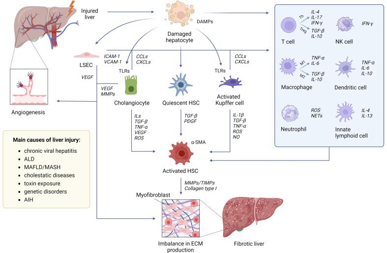https://cdn.ncbi.nlm.nih.gov/pmc/blobs/10b5/12367467/1b2d6d93c650/evcna-6-2-216.fig.1.jpg
