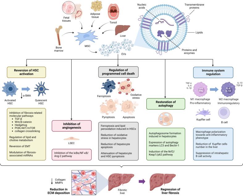 https://cdn.ncbi.nlm.nih.gov/pmc/blobs/10b5/12367467/84991c94df38/evcna-6-2-216.fig.2.jpg
