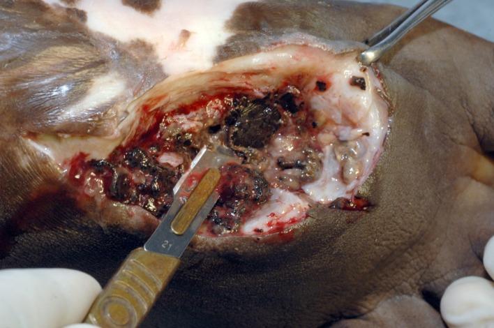 https://cdn.ncbi.nlm.nih.gov/pmc/blobs/10c0/4919026/7d1fe70a5558/pntd.0004690.g003.jpg