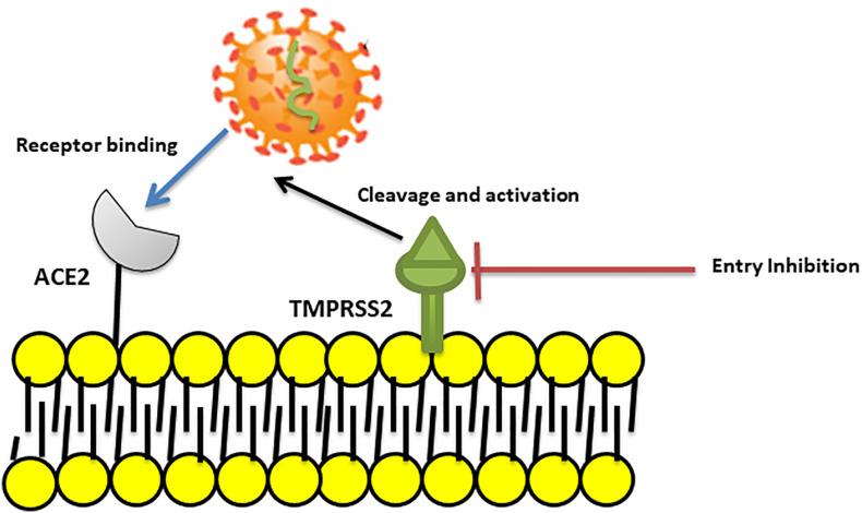 https://cdn.ncbi.nlm.nih.gov/pmc/blobs/10c2/7904902/3024e23b8255/fcimb-11-563085-g002.jpg