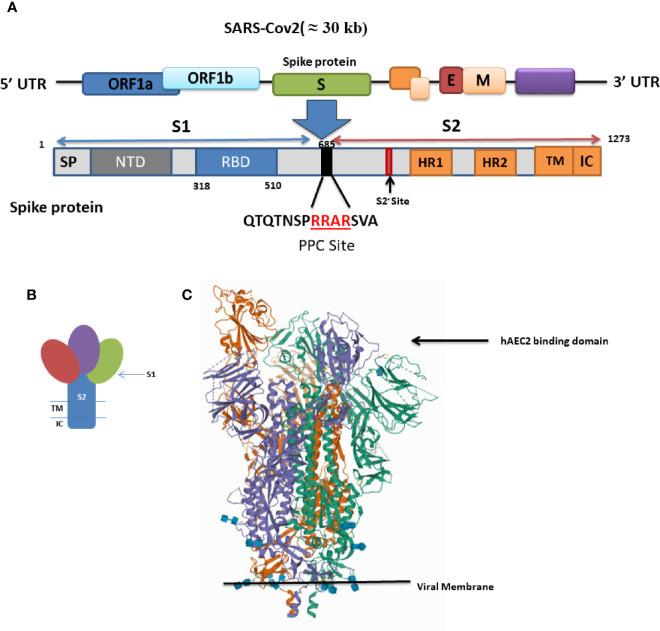 https://cdn.ncbi.nlm.nih.gov/pmc/blobs/10c2/7904902/fd65ae26c533/fcimb-11-563085-g001.jpg