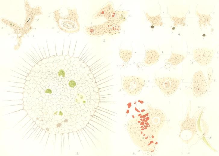 https://cdn.ncbi.nlm.nih.gov/pmc/blobs/10c4/1485098/4f1f61a24589/jphysiol02445-0087-a.jpg