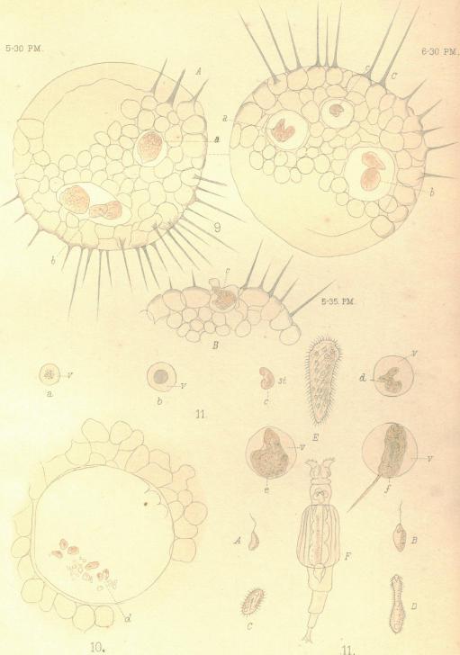 https://cdn.ncbi.nlm.nih.gov/pmc/blobs/10c4/1485098/a4762761a2a1/jphysiol02445-0088-a.jpg