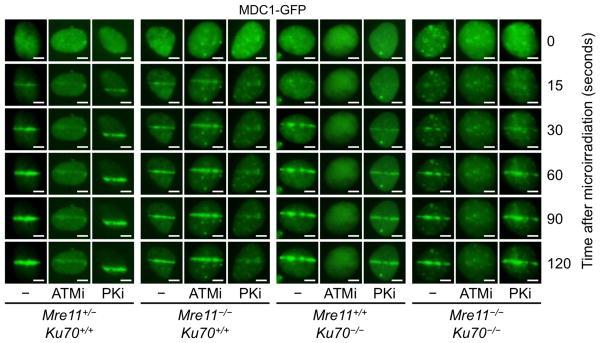 https://cdn.ncbi.nlm.nih.gov/pmc/blobs/10c4/4560612/e14b87f51b48/nihms710500f6.jpg