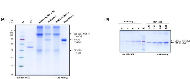 https://cdn.ncbi.nlm.nih.gov/pmc/blobs/10c6/11452390/0ab4f93b58d7/41598_2024_73778_Fig4_HTML.jpg