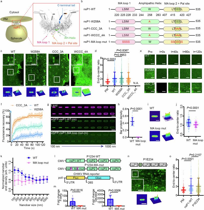 https://cdn.ncbi.nlm.nih.gov/pmc/blobs/10c7/12062417/988ef01066b8/41467_2025_59402_Fig3_HTML.jpg
