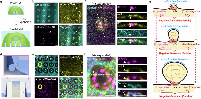 https://cdn.ncbi.nlm.nih.gov/pmc/blobs/10c7/12062417/ef7513247600/41467_2025_59402_Fig6_HTML.jpg