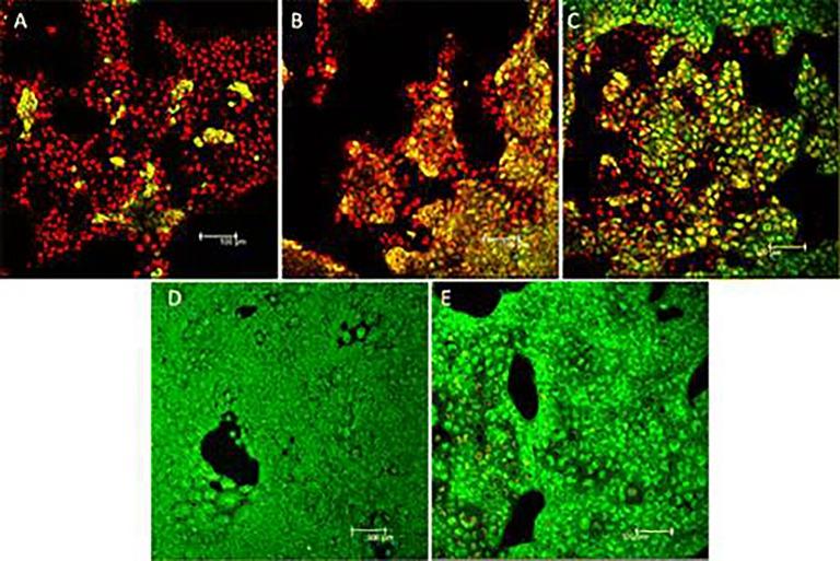 https://cdn.ncbi.nlm.nih.gov/pmc/blobs/10c7/6823240/d9630684fbce/fphar-10-01264-g004.jpg