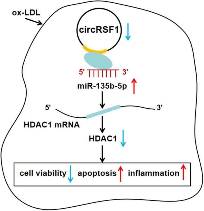 https://cdn.ncbi.nlm.nih.gov/pmc/blobs/10c7/7986494/41e5727f1b03/40659_2021_335_Fig7_HTML.jpg