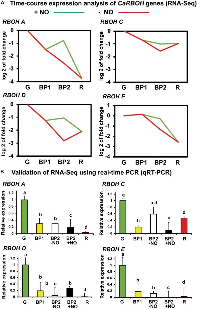 https://cdn.ncbi.nlm.nih.gov/pmc/blobs/10ce/7240112/9500e97f057a/fpls-11-00485-g004.jpg