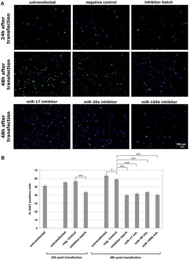 https://cdn.ncbi.nlm.nih.gov/pmc/blobs/10cf/3024412/201c30a86616/pone.0016138.g004.jpg