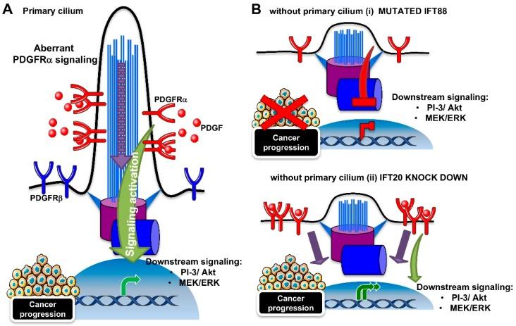 https://cdn.ncbi.nlm.nih.gov/pmc/blobs/10d1/6471594/042d6b70a8a3/ijms-20-01336-g003.jpg