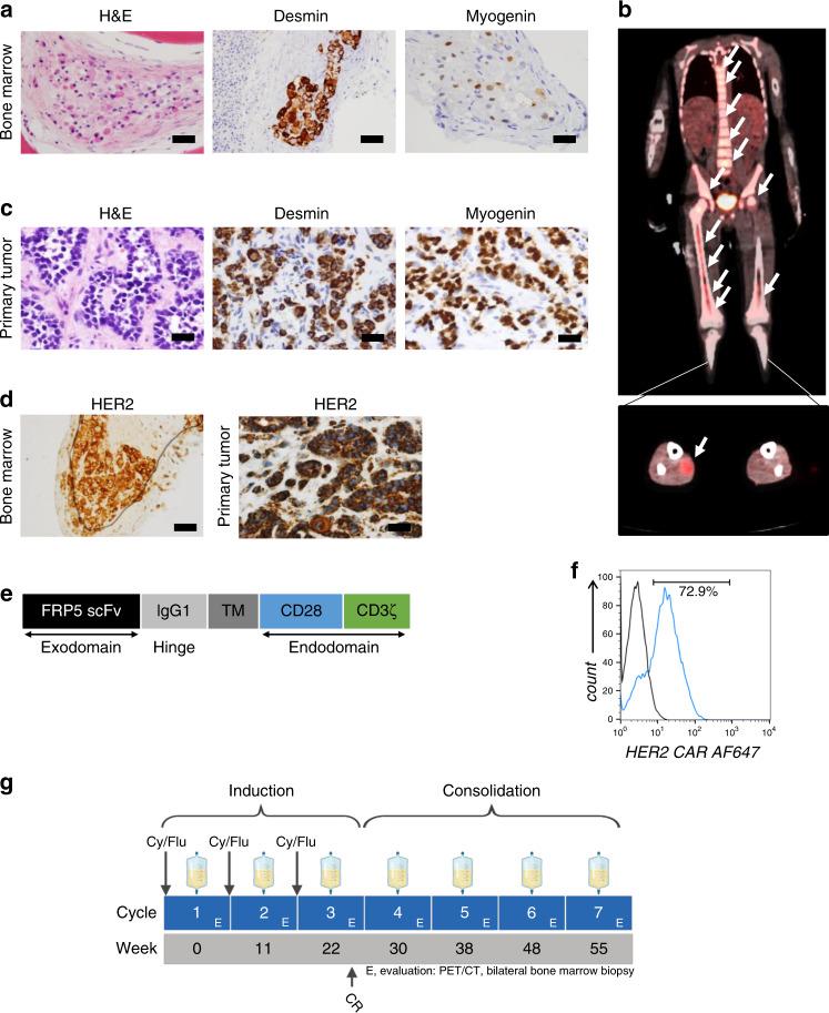 https://cdn.ncbi.nlm.nih.gov/pmc/blobs/10d2/7363864/962e975fe9f5/41467_2020_17175_Fig1_HTML.jpg