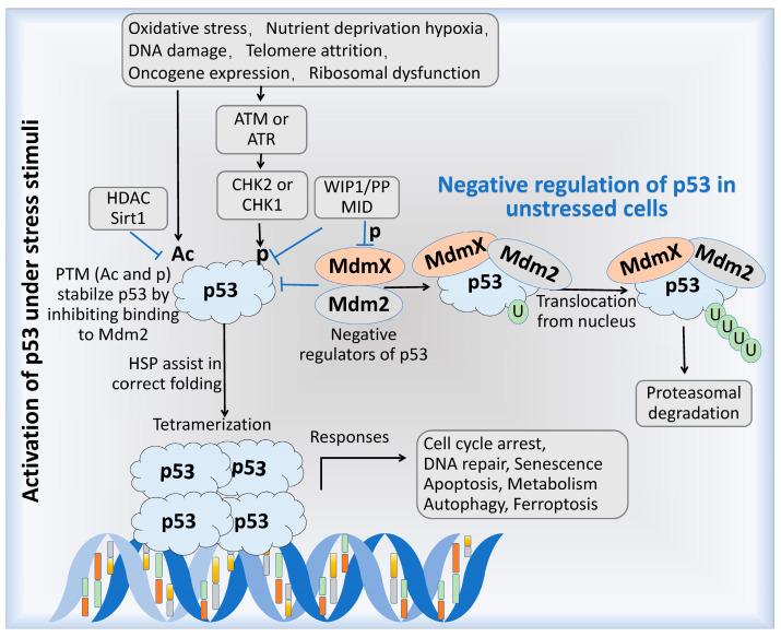 https://cdn.ncbi.nlm.nih.gov/pmc/blobs/10d3/12025665/46d63b4c028d/cells-14-00583-g003.jpg