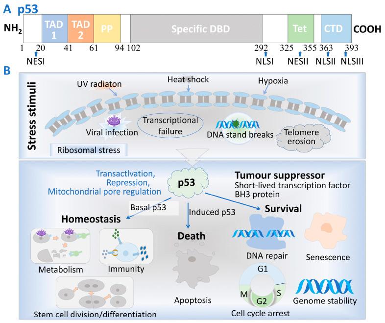 https://cdn.ncbi.nlm.nih.gov/pmc/blobs/10d3/12025665/cd8a396f4f0e/cells-14-00583-g001.jpg