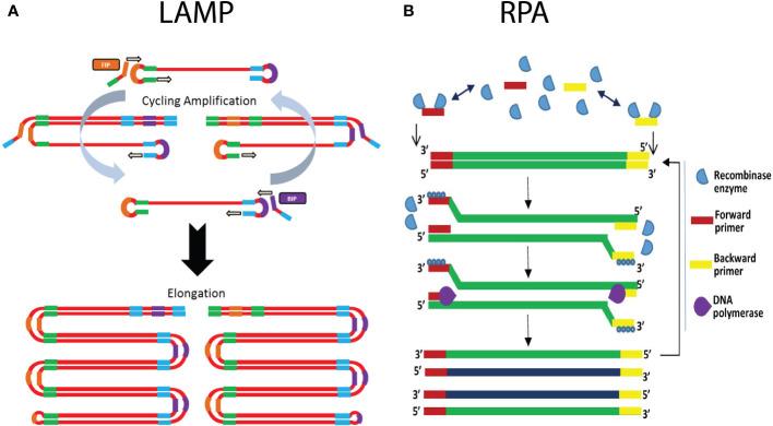 https://cdn.ncbi.nlm.nih.gov/pmc/blobs/10d5/10200959/6445edba1929/fpls-14-1120968-g005.jpg