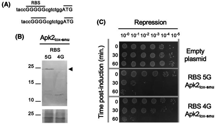 https://cdn.ncbi.nlm.nih.gov/pmc/blobs/10db/12226406/f97d52c3c8a1/FEB4-15-1103-g002.jpg