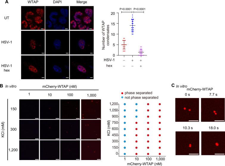 https://cdn.ncbi.nlm.nih.gov/pmc/blobs/10e2/12113268/13b0bc3b8a18/elife-100601-fig1-figsupp1.jpg