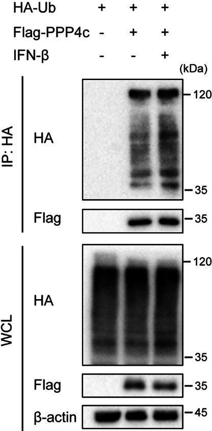 https://cdn.ncbi.nlm.nih.gov/pmc/blobs/10e2/12113268/394c8dbbee4f/elife-100601-sa4-fig3.jpg