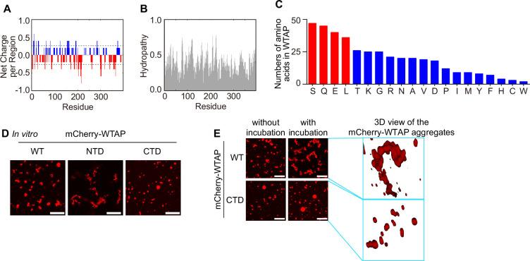 https://cdn.ncbi.nlm.nih.gov/pmc/blobs/10e2/12113268/aa4b40c2b53f/elife-100601-fig1-figsupp2.jpg