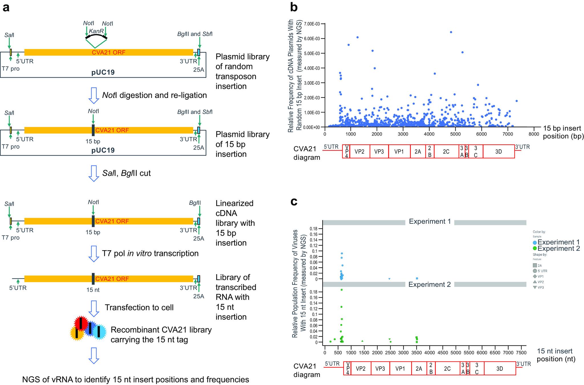 https://cdn.ncbi.nlm.nih.gov/pmc/blobs/10e5/10231226/61cedfe95e93/jvi.00309-23-f002.jpg