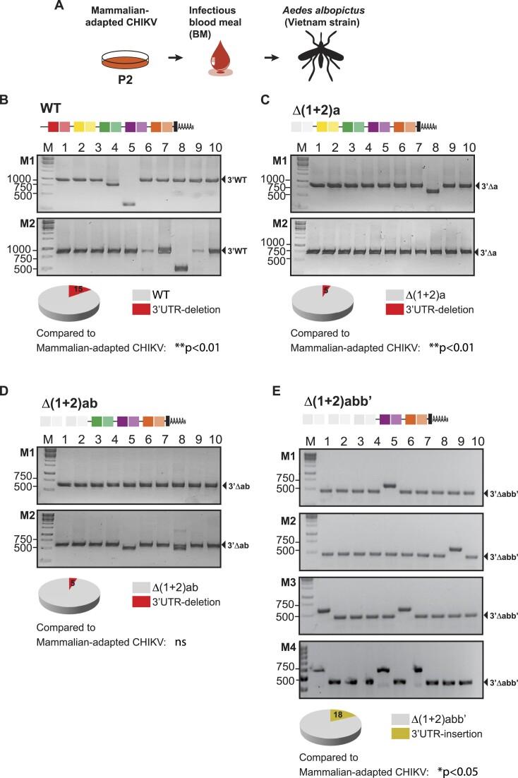 https://cdn.ncbi.nlm.nih.gov/pmc/blobs/10e7/11381336/1781fb4ed88d/gkae650fig2.jpg