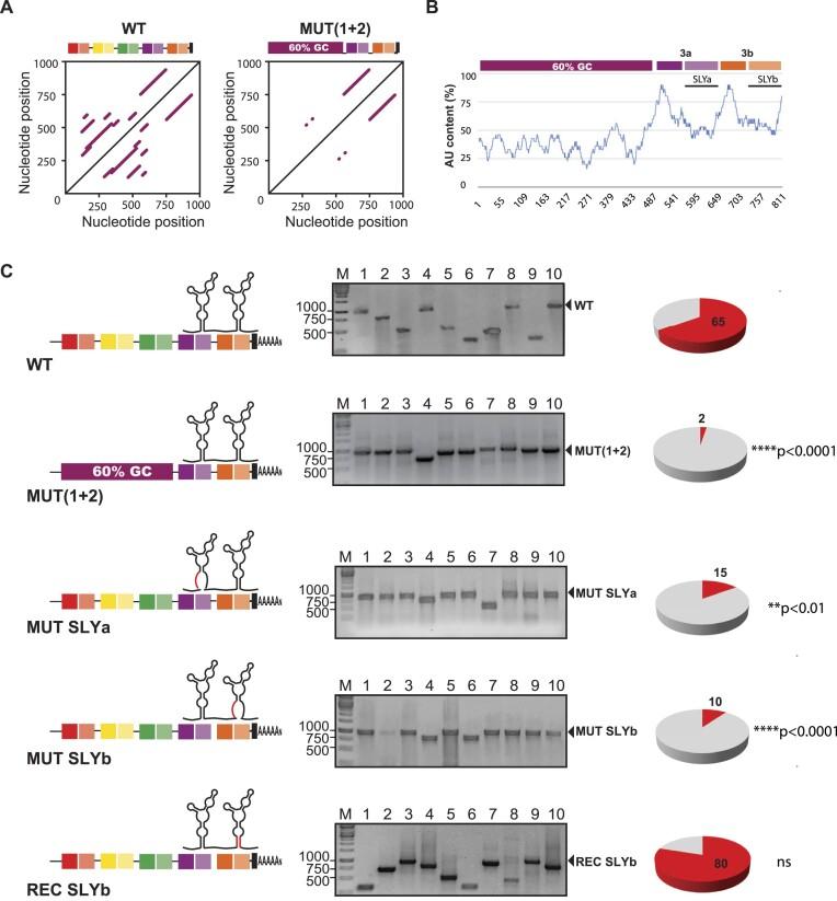 https://cdn.ncbi.nlm.nih.gov/pmc/blobs/10e7/11381336/2e2ef8bd295b/gkae650fig9.jpg