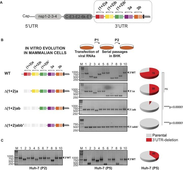 https://cdn.ncbi.nlm.nih.gov/pmc/blobs/10e7/11381336/64f3518b2d05/gkae650fig1.jpg