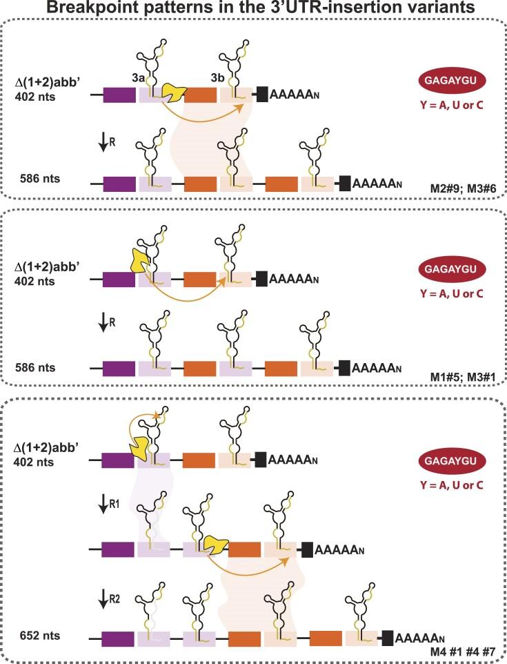 https://cdn.ncbi.nlm.nih.gov/pmc/blobs/10e7/11381336/8d01bc44c52d/gkae650fig6.jpg