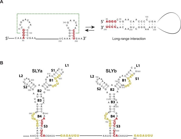 https://cdn.ncbi.nlm.nih.gov/pmc/blobs/10e7/11381336/b7ebbe1f9238/gkae650fig5.jpg