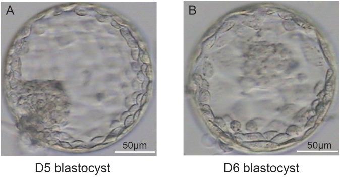 https://cdn.ncbi.nlm.nih.gov/pmc/blobs/10ea/11449714/bab127d83d31/fendo-15-1427922-g002.jpg