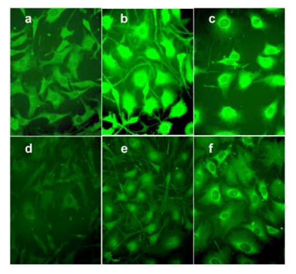 https://cdn.ncbi.nlm.nih.gov/pmc/blobs/10eb/1555579/554e1d0c7eef/1471-2121-7-31-5.jpg